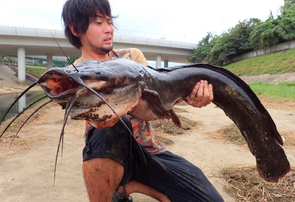 香港のドブでアフリカの巨大魚 クラリアス を釣る Monsters Pro Shop