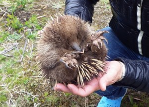 タスマニア島 珍獣「ハリモグラ」を捕まえた image07