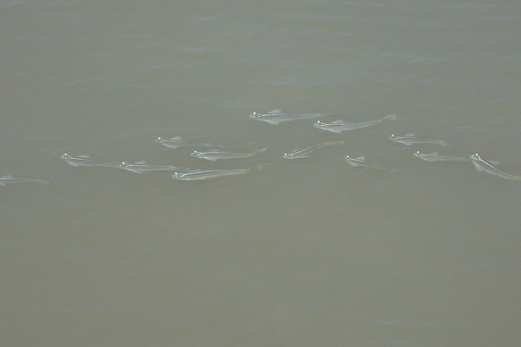 image10