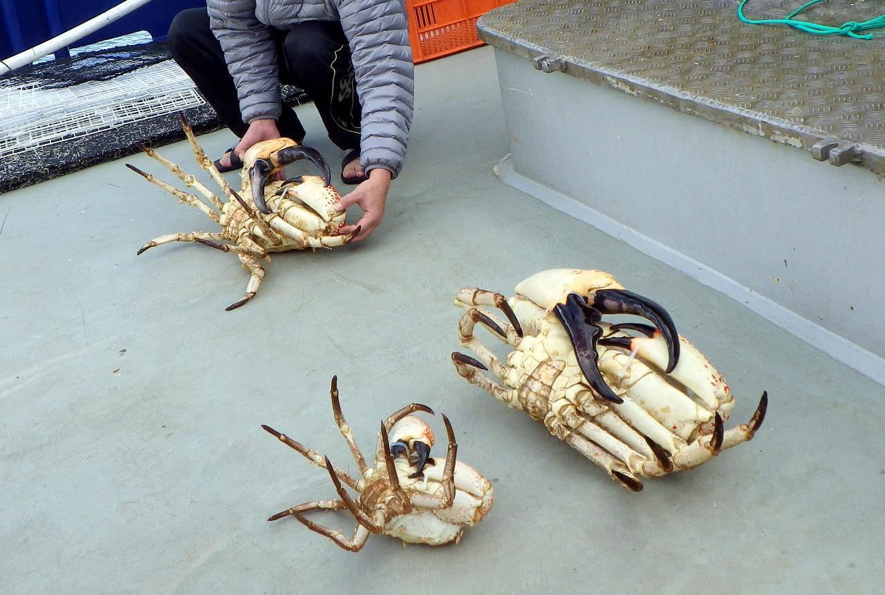 Kraken Marketplace: Безопасный доступ через Tor