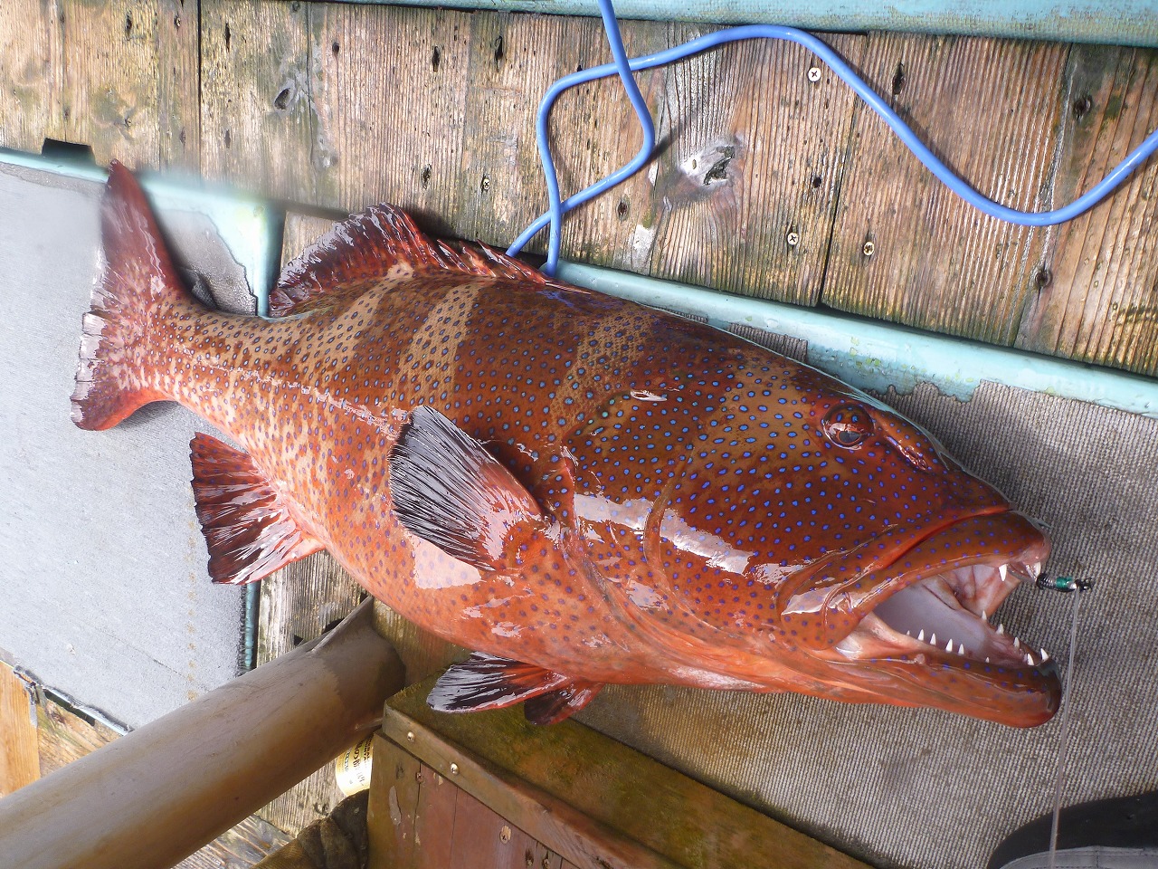 魚 シガテラ 海水