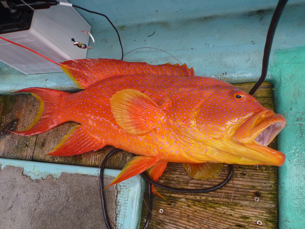 シガテラ 海水 魚