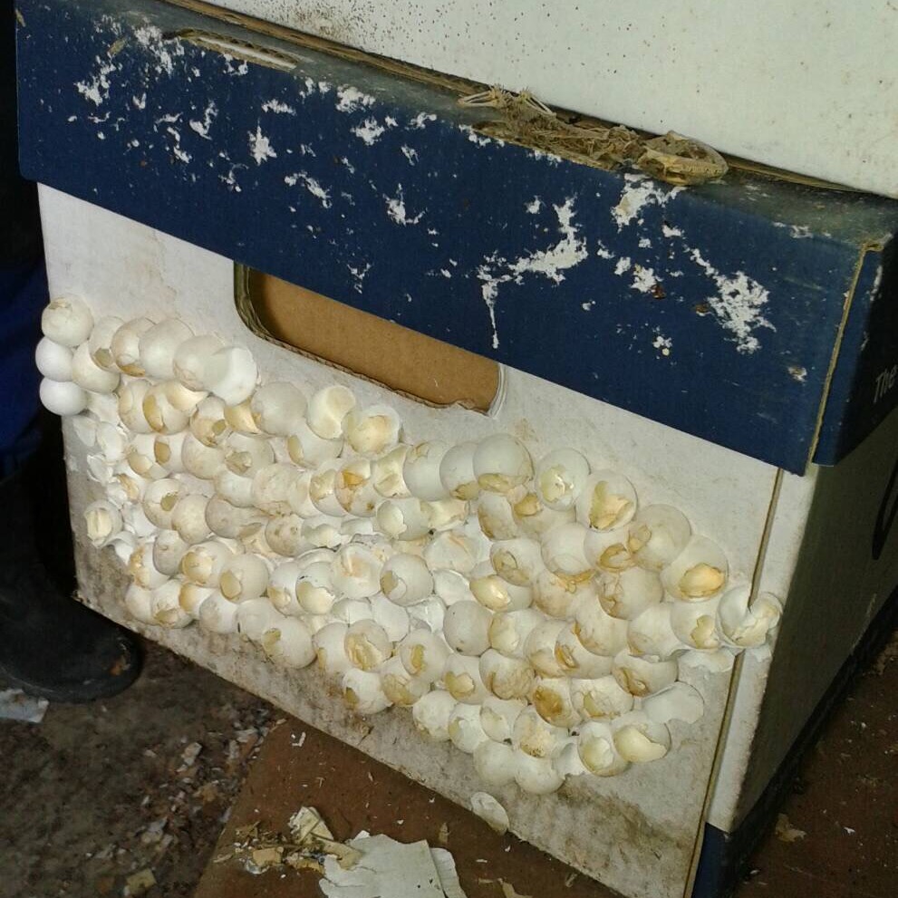 倉庫で見つかった大量の卵 犯人は巨大ヤモリ トッケイ か タイランド ラヨーン県 Monsters Pro Shop