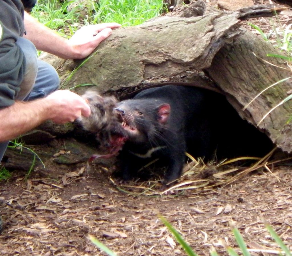 タスマニアデビル タスマニアデビル 33 | HANSA