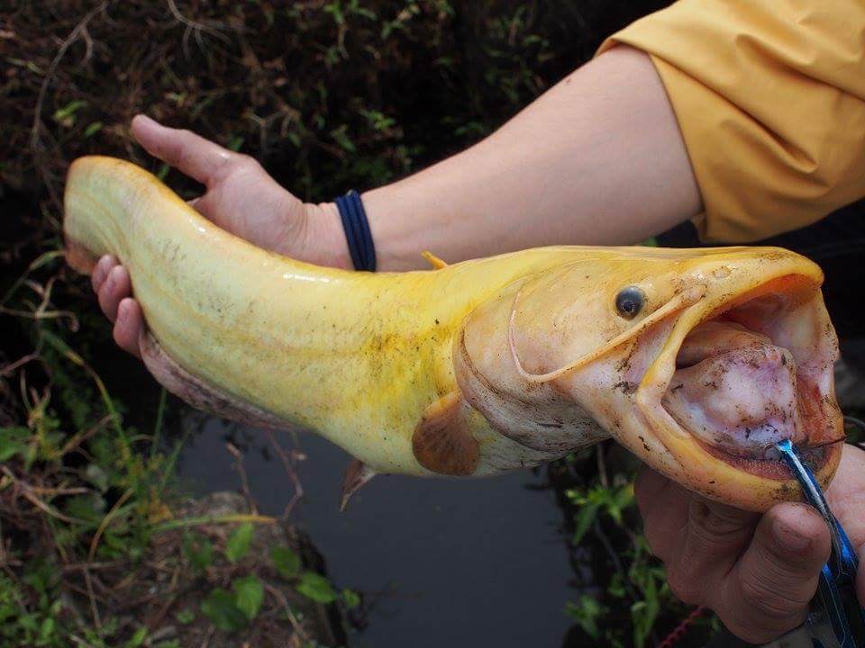 黄金ナマズを追いかけて 鳥取県 Monsters Pro Shop