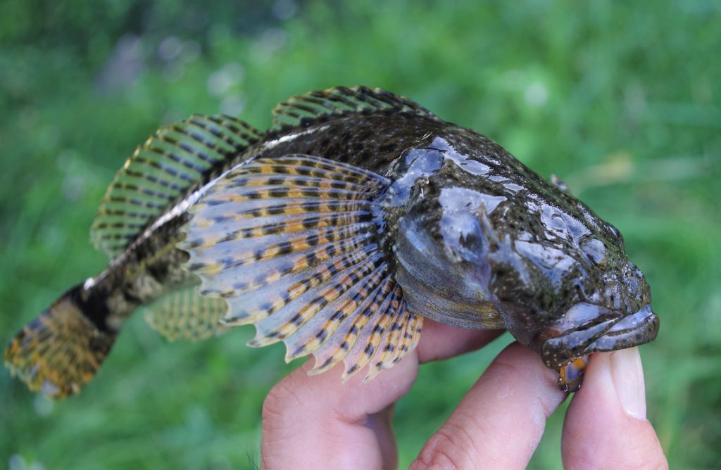 鮎掛け？ 石化け？ 北陸アユカケ釣行 Monsters Pro Shop