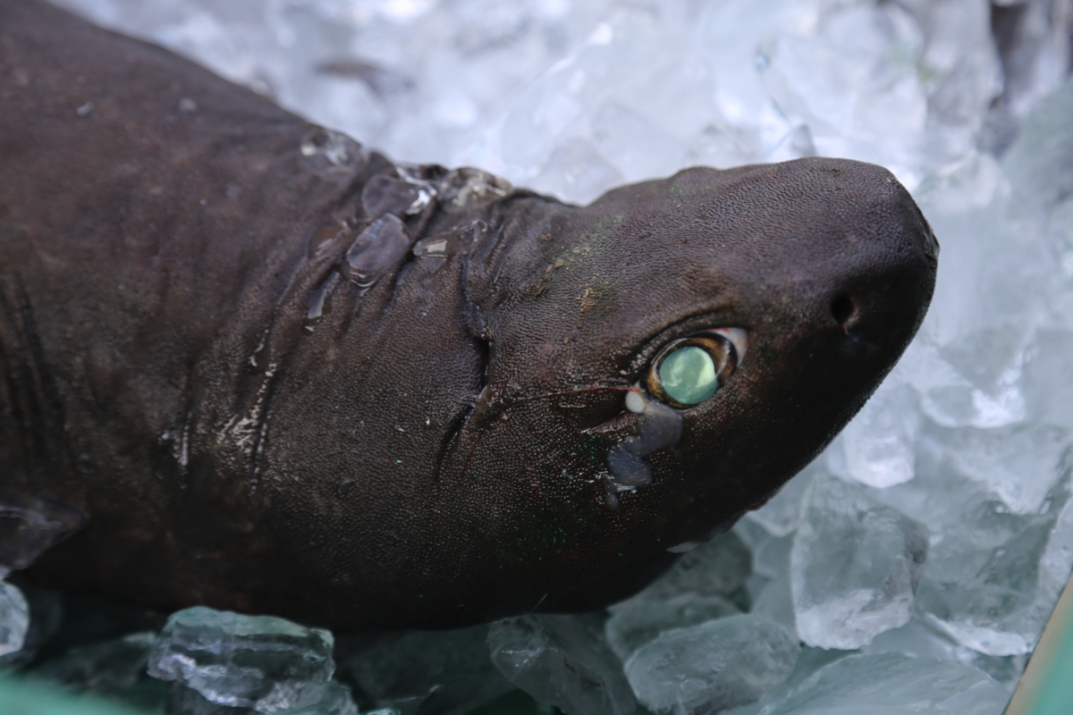 魚 ブサイク 深海