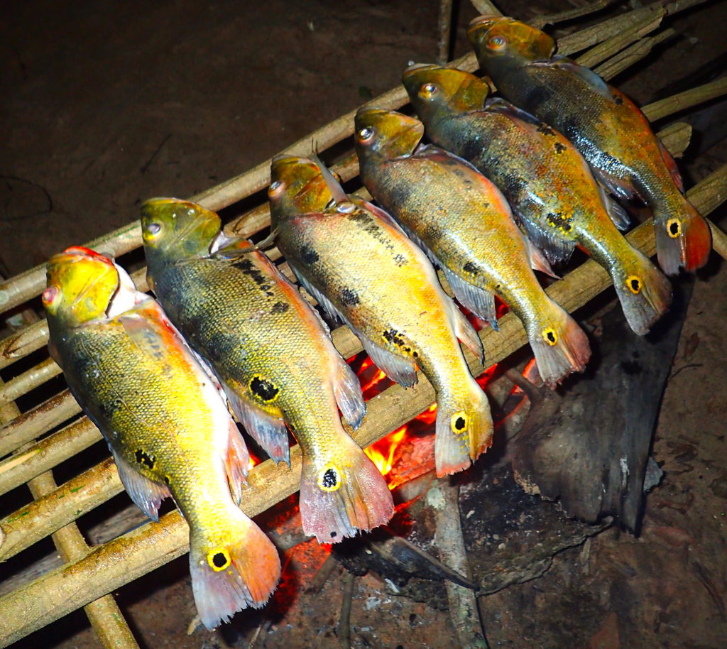 見てよし、釣ってよし、食ってよし！ アマゾンの華「ピーコックバス