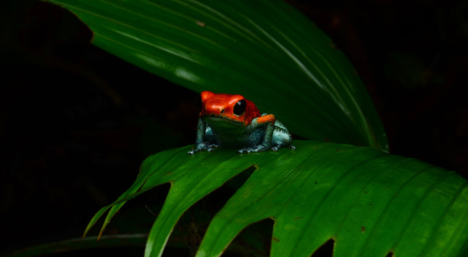 熱帯雨林の宝石 ヤドクガエル を探す 中米コスタリカ Monsters Pro Shop