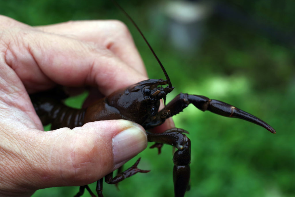 ザリガニ 寄生 虫